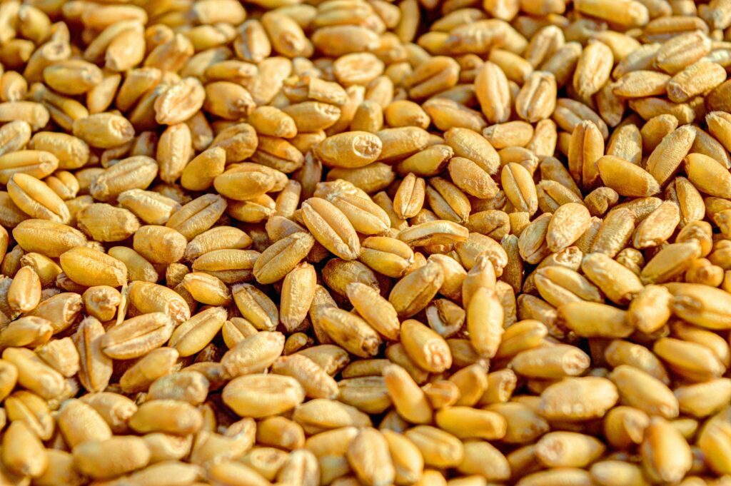 Golden wheat kernels up close, showcasing natural textures and grains.